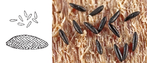 trứng muỗi aedes