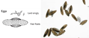 trứng muỗi anophen