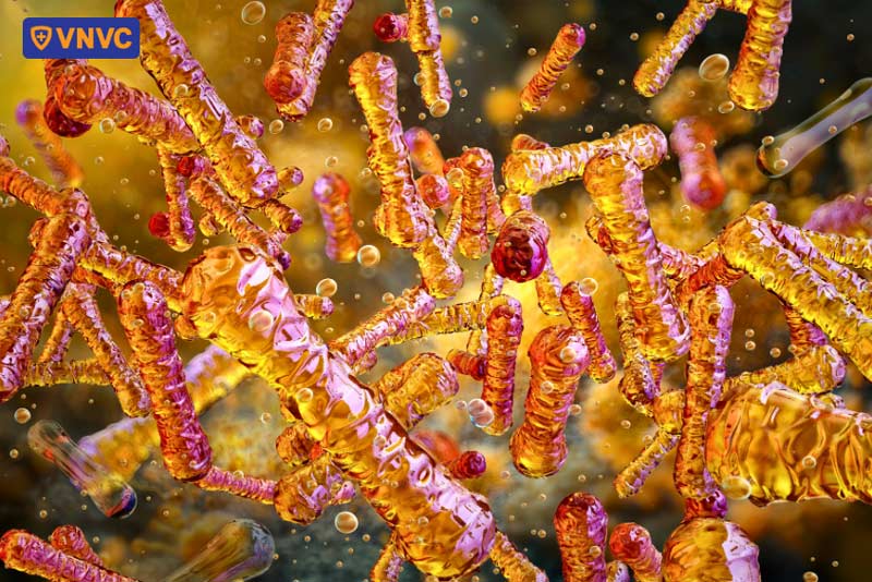 vi khuẩn Corynebacterium diphtheriae