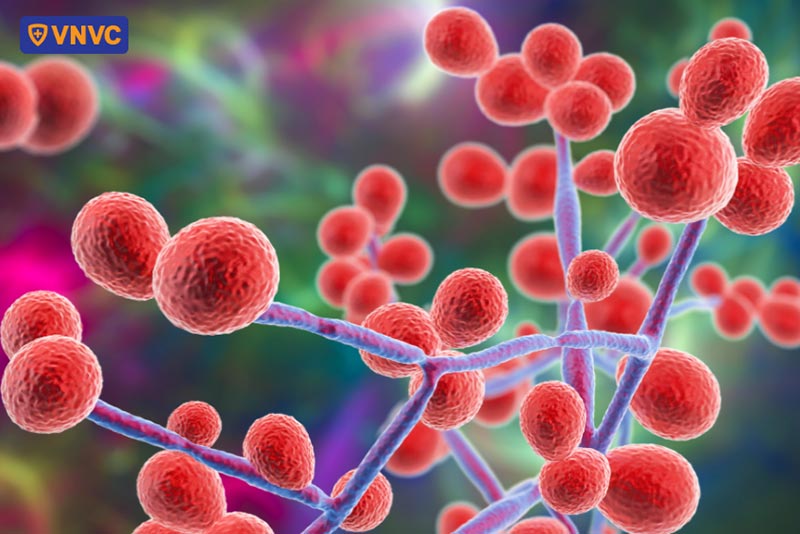 viêm màng não do nấm candida