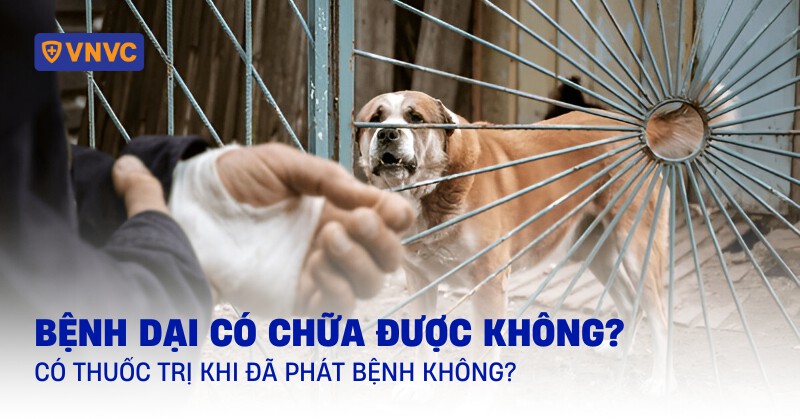Bệnh dại có chữa được không? Có thuốc trị khi đã phát bệnh không?