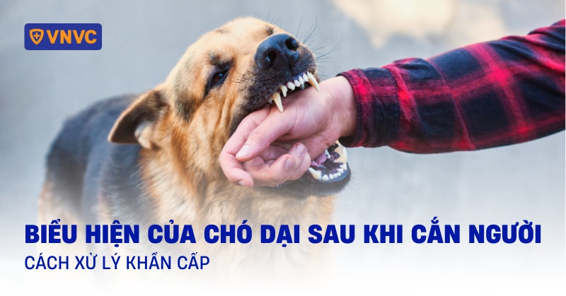 biểu hiện của chó bị dại sau khi cắn người