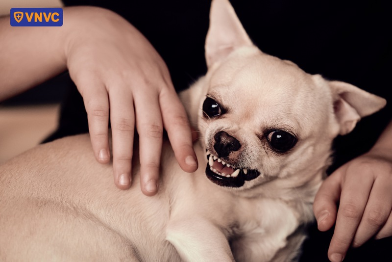 chó con có bị bệnh dại không