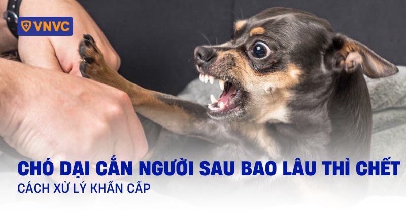 Chó dại cắn người sau bao lâu thì chết? Cách xử lý khẩn cấp