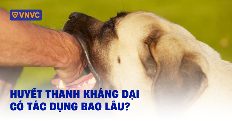 Huyết thanh kháng dại có tác dụng bao lâu? Cần lưu ý gì khi tiêm?