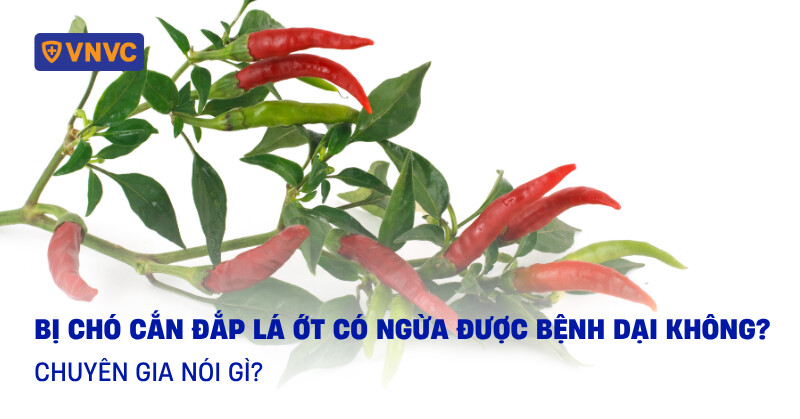 Bị chó cắn đắp lá ớt có ngừa được bệnh dại không? Chuyên gia nói gì?