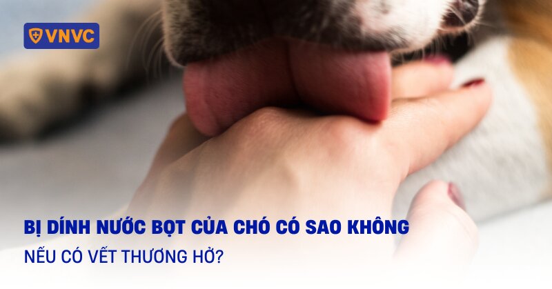 bị dính nước bọt của chó có sao không