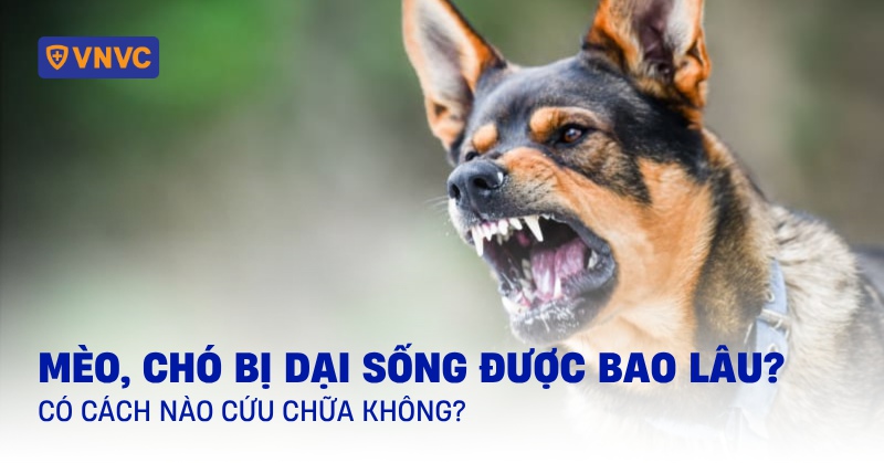 Mèo, chó bị dại sống được bao lâu? Có cách nào cứu chữa không?