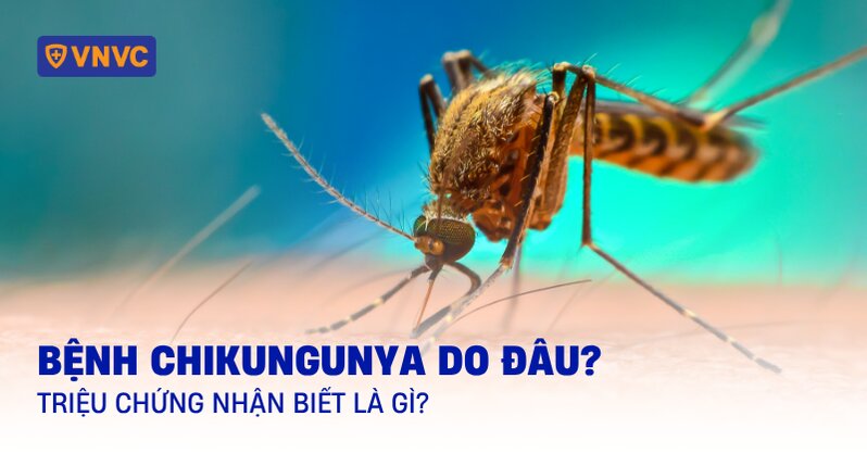 bệnh chikungunya do đâu