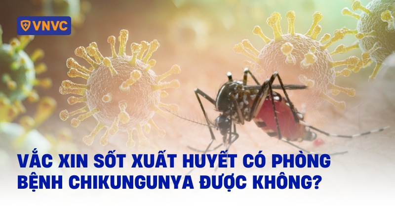 vắc xin sốt xuất huyết có phòng bệnh chikungunya được không