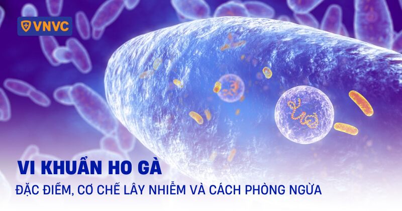 vi khuẩn ho gà
