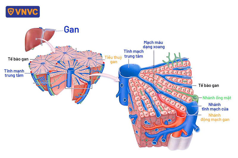 cấu tạo tiểu thùy gan