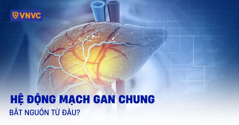 động mạch gan chung