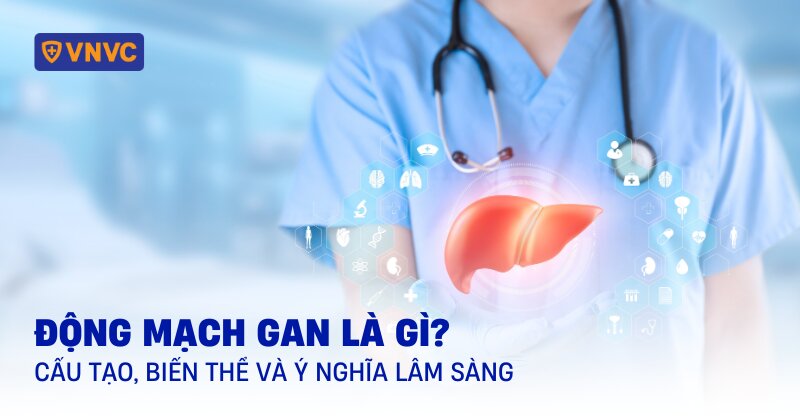 động mạch gan