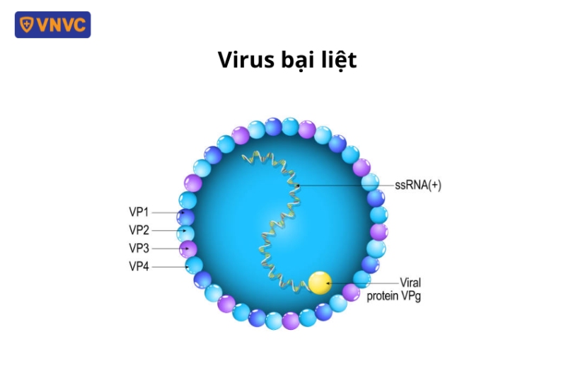 giải phẫu virus bại liệt