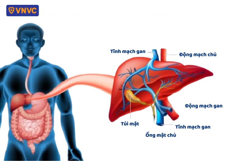 hình ảnh hệ thống mạch trong gan