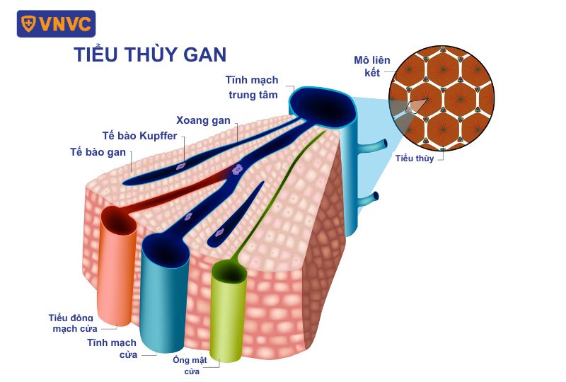 mao mạch nằm giữa tế bào gan