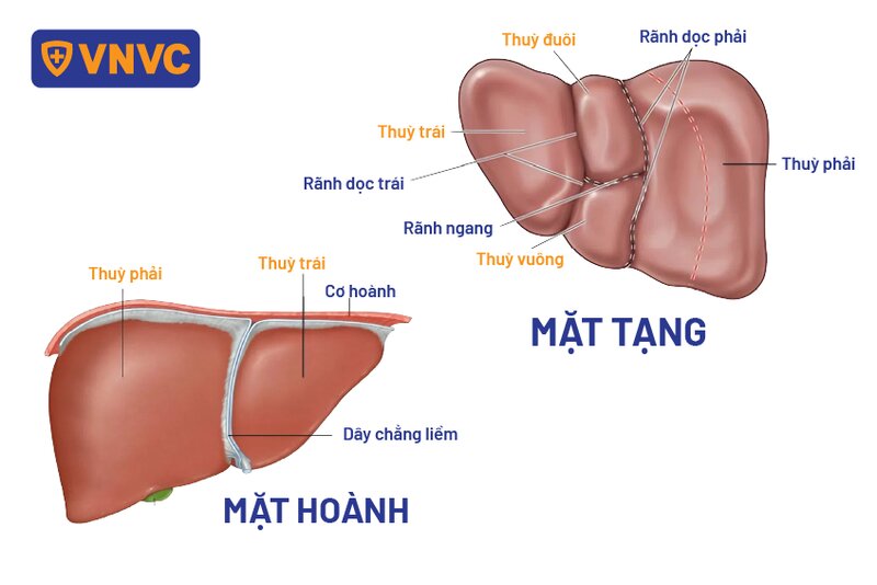 mặt hoành và mặt tạng gan