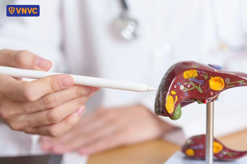 mô hình minh họa gan