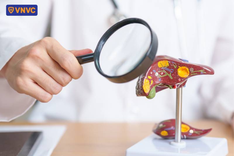 phân chia gan theo mốc giải phẫu