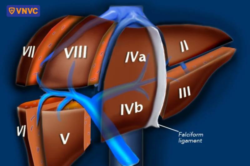 phân gan thành 2 thùy chính