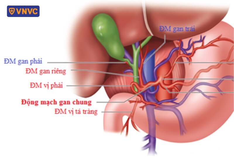 sơ đồ các động mạch gan
