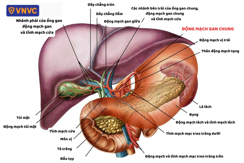 sơ đồ cấu trúc hệ tiêu hóa