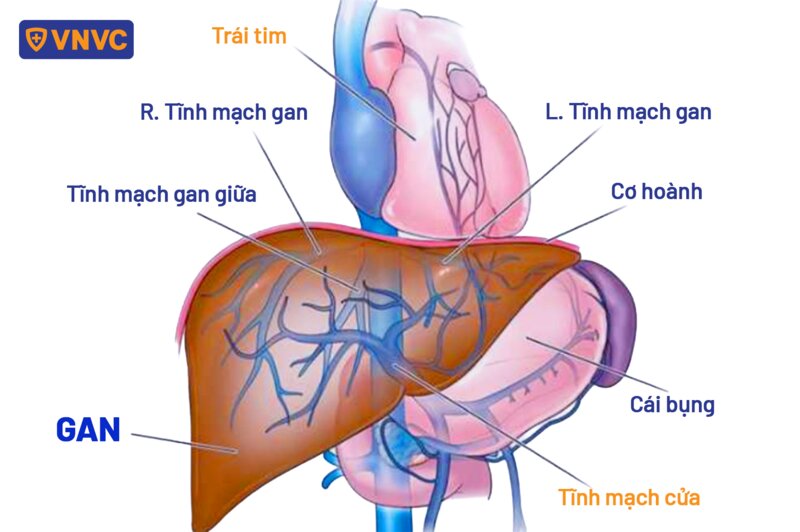 sơ đồ chi tiết tĩnh mạch gan