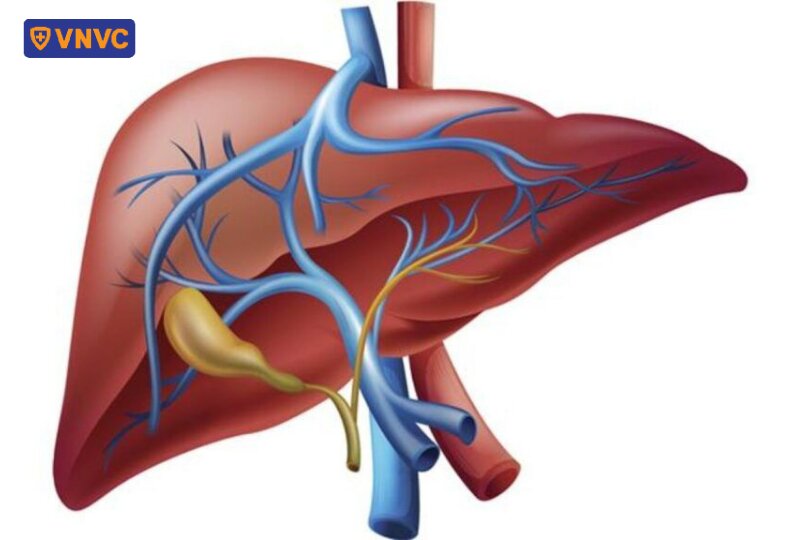sơ đồ động mạch gan thích hợp