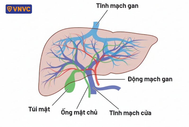 sơ đồ hệ tĩnh mạch cửa
