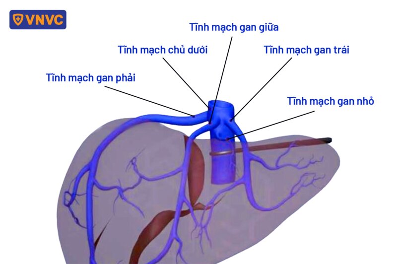 sơ đồ tĩnh mạch gan đổ về tĩnh mạch chủ dưới