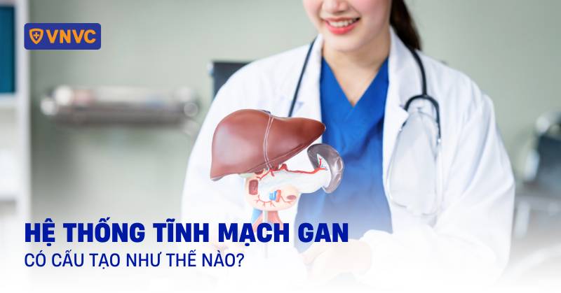 tĩnh mạch gan
