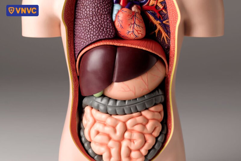 vị trí của gan trong cơ thể