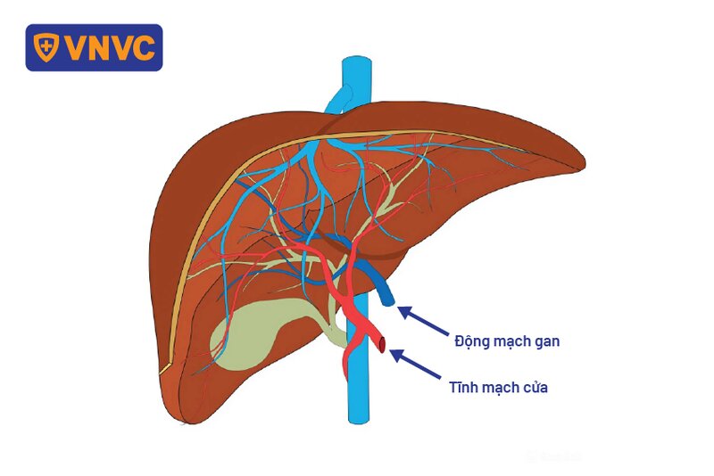 vị trí động mạch gan và tĩnh mạch cửa