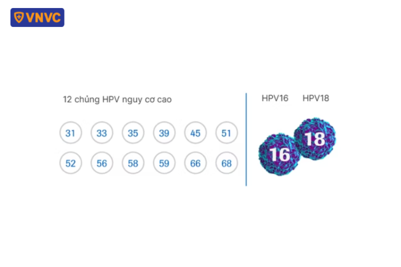 các chủng hpv nguy cơ cao