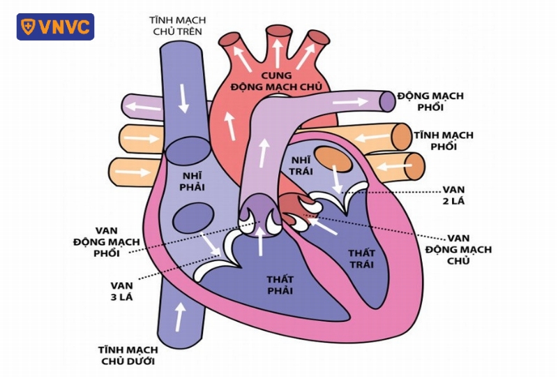 cấu trúc hở van động mạch phổi