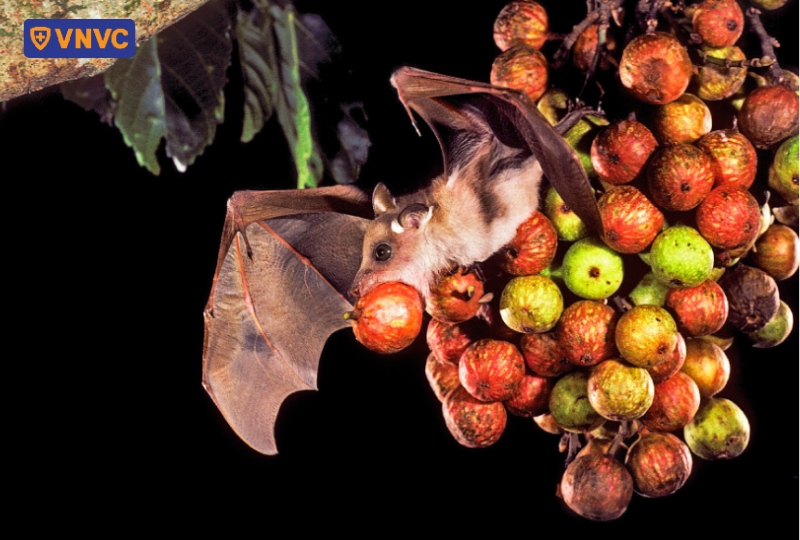 dơi ăn quả