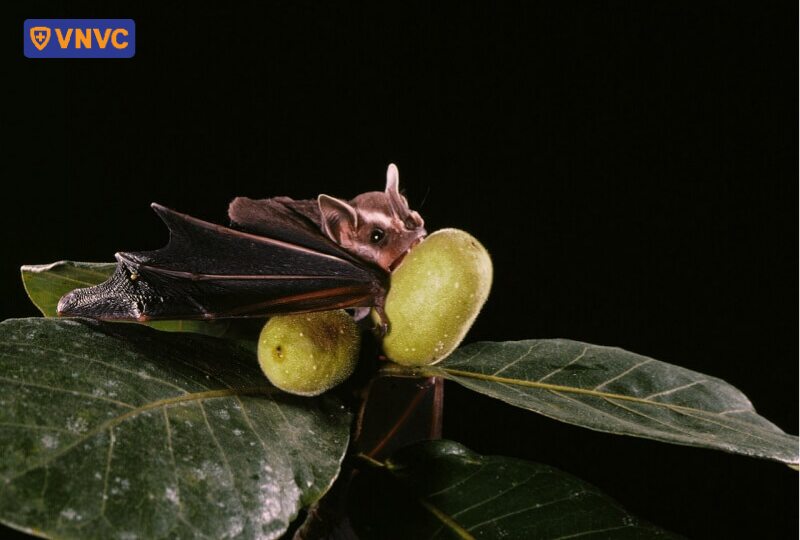 dơi ăn quả