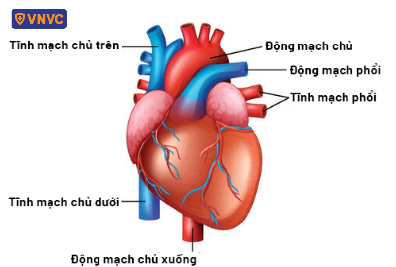 giải phẫu động mạch phổi