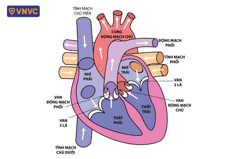 giải phẫu động mạch