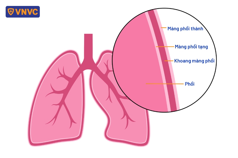 giải phẫu màng phổi