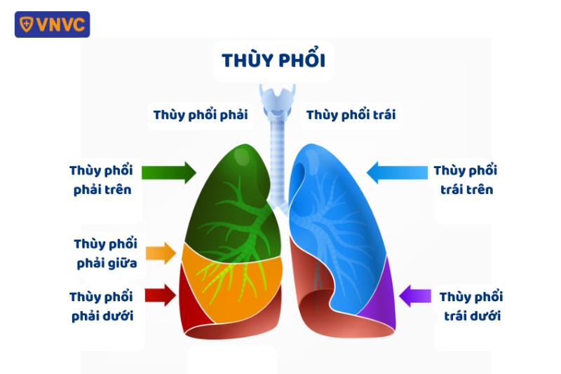 giải phẫu thùy phổi