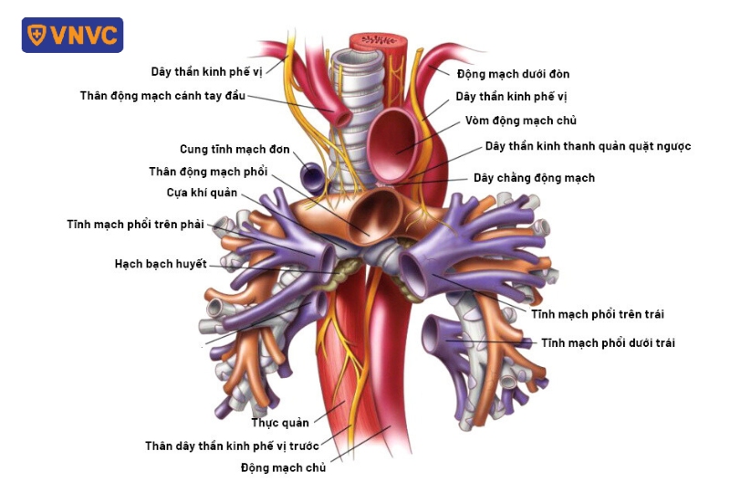 giải phẫu tĩnh mạch phổi