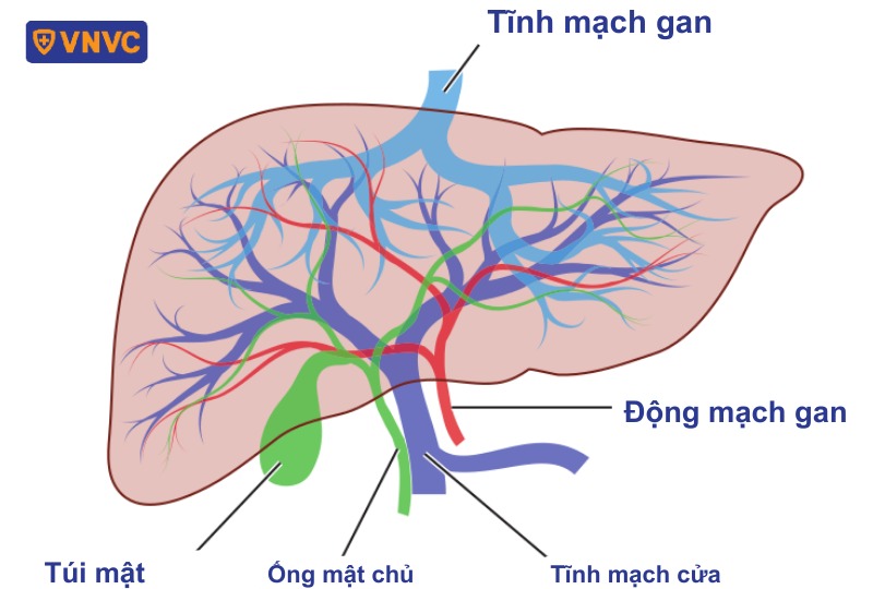 hình ảnh cấu trúc mạch máu của gan