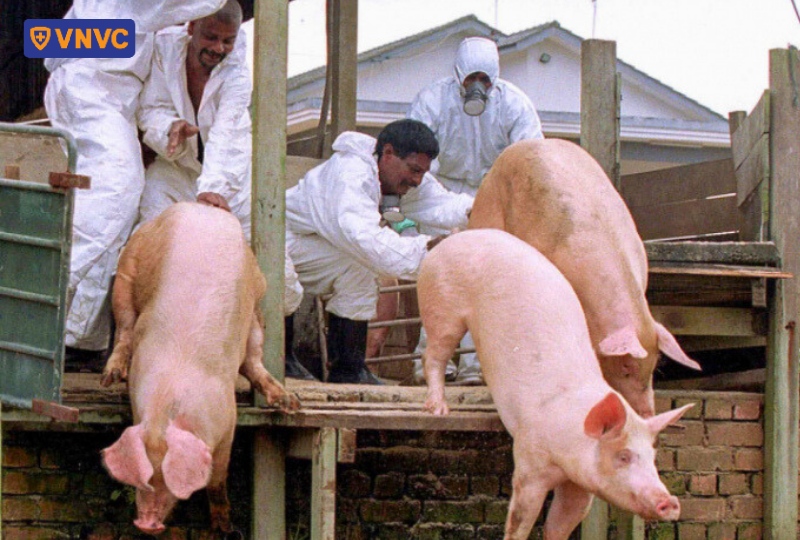 nhân viên y tế lùa bầy heo