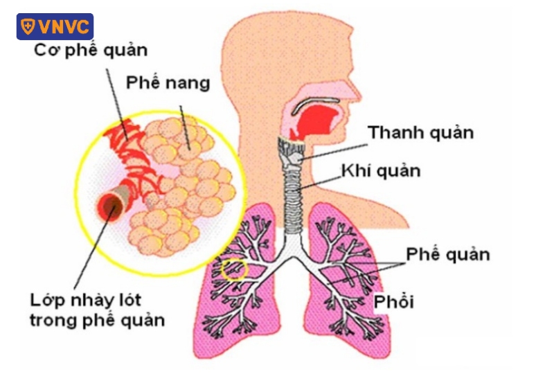 phế quản đi qua rốn phổi
