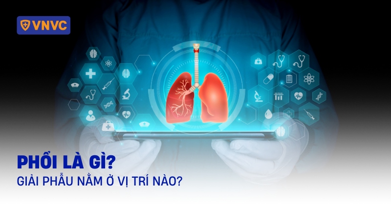 phổi là gì