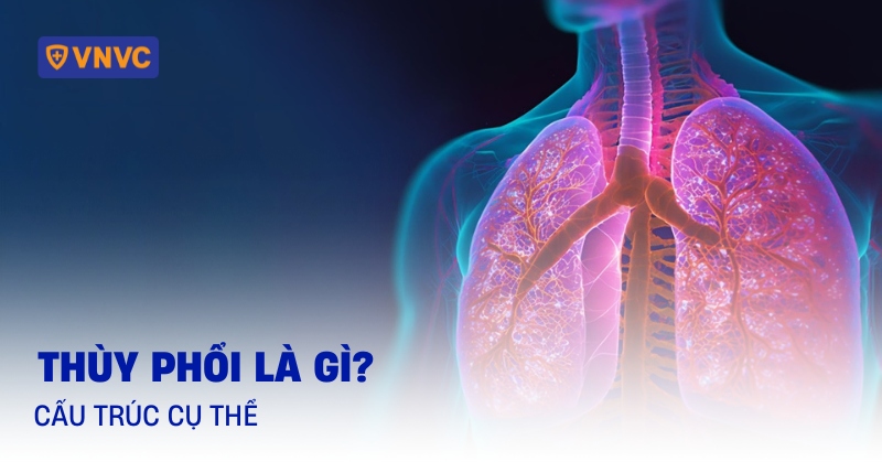 thùy phổi là gì