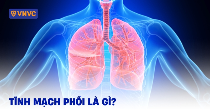 tĩnh mạch phổi là gì