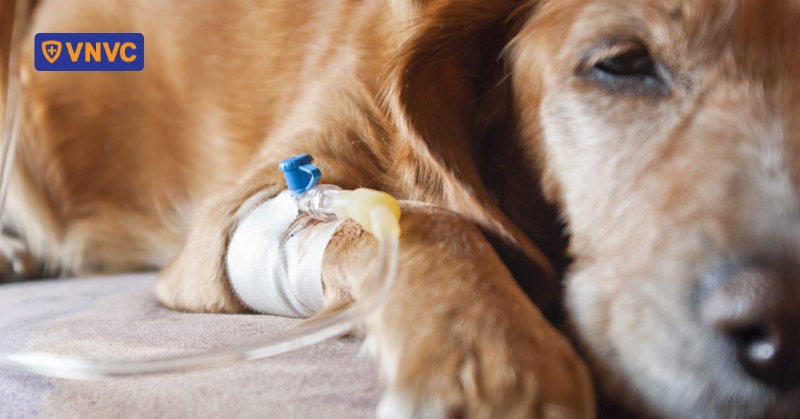 Chó lờ đờ, ủ rũ có phải bị dại không? Có lây bệnh dại không?